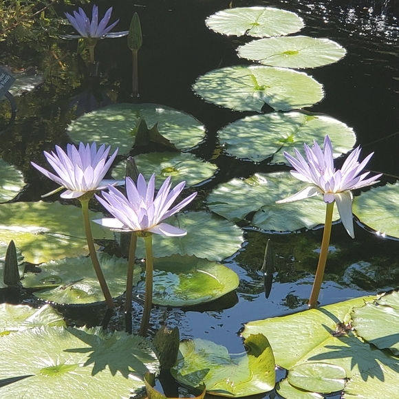 Meet your Posher, Gloria - Picture 2 of 5